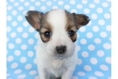 成約済の千葉県のパピヨン-123425の1枚目