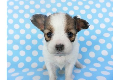 成約済の千葉県のパピヨン-123425の4枚目