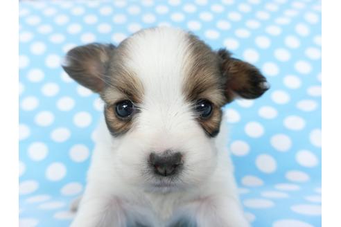 成約済の千葉県のパピヨン-123425の3枚目