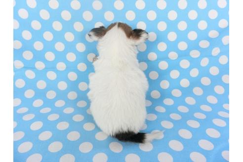 成約済の千葉県のパピヨン-123425の2枚目