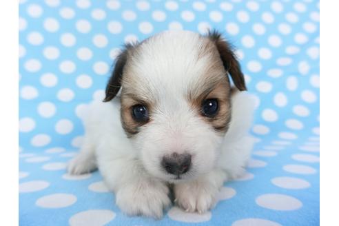 成約済の千葉県のパピヨン-123426の1枚目