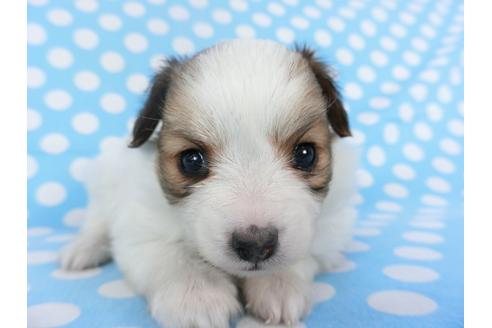 成約済の千葉県のパピヨン-123426の4枚目