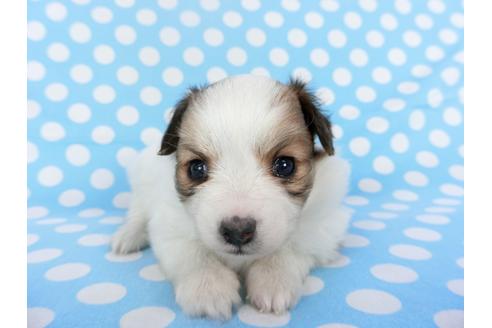 成約済の千葉県のパピヨン-123426の3枚目