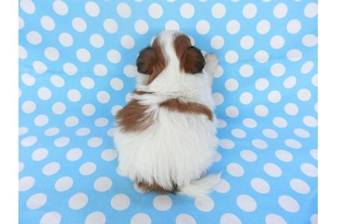 成約済の千葉県のパピヨン-123426の2枚目