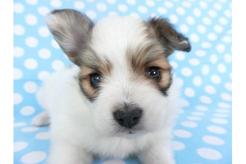 成約済の千葉県のパピヨン-123431