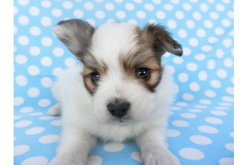 成約済の千葉県のパピヨン-123431の4枚目