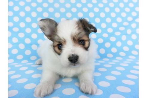 成約済の千葉県のパピヨン-123431の3枚目