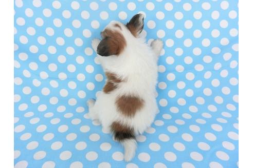 成約済の千葉県のパピヨン-123431の2枚目