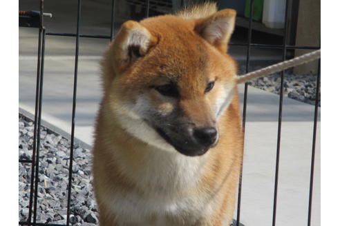 成約済の岡山県の柴犬-110917の1枚目