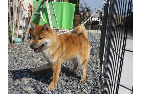 成約済の岡山県の柴犬-110917の5枚目