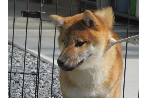 成約済の岡山県の柴犬-110917の4枚目