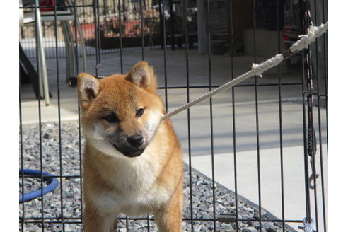 成約済の岡山県の柴犬-110917の3枚目