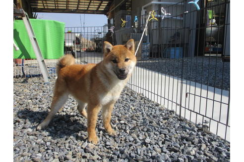 成約済の岡山県の柴犬-110917の2枚目
