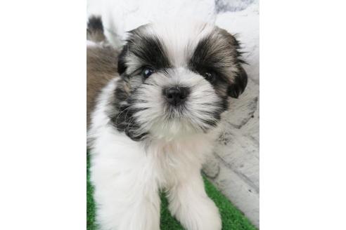 成約済の大阪府のシーズー-123450の1枚目