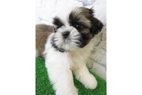 成約済の大阪府のシーズー-123450の6枚目