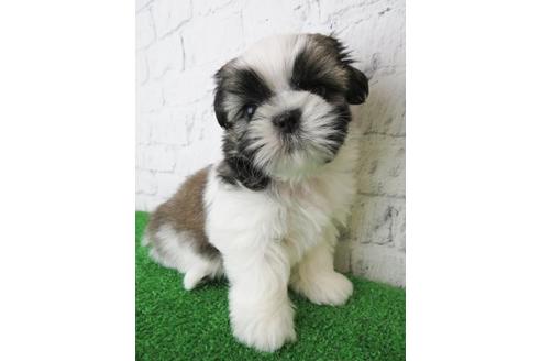 成約済の大阪府のシーズー-123450の5枚目