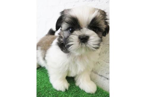 成約済の大阪府のシーズー-123450の4枚目