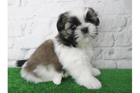 成約済の大阪府のシーズー-123450の3枚目