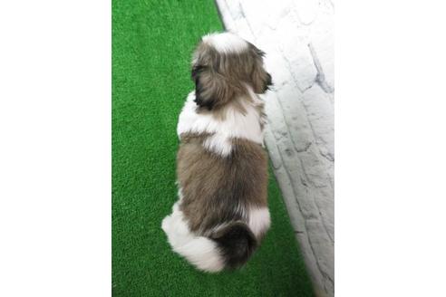 成約済の大阪府のシーズー-123450の2枚目