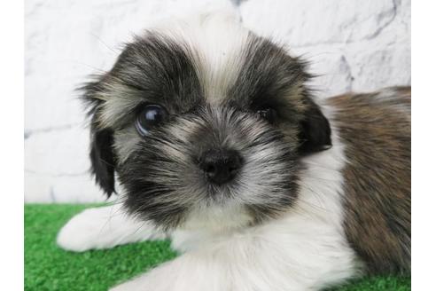 成約済の大阪府のシーズー-123453