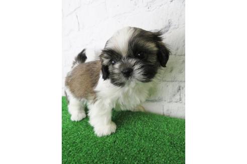 成約済の大阪府のシーズー-123453の6枚目