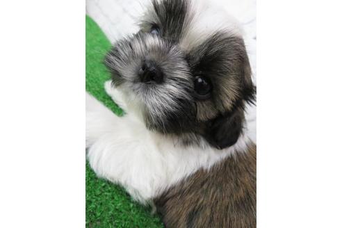 成約済の大阪府のシーズー-123453の5枚目