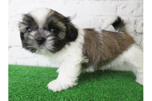 成約済の大阪府のシーズー-123453の4枚目