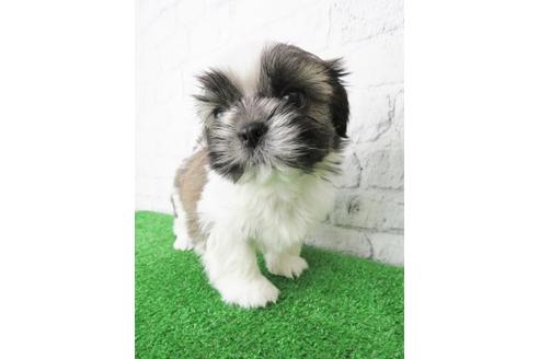 成約済の大阪府のシーズー-123453の3枚目