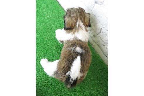 成約済の大阪府のシーズー-123453の2枚目