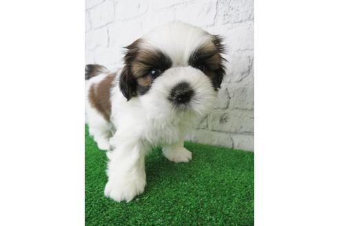 成約済の大阪府のシーズー-123456