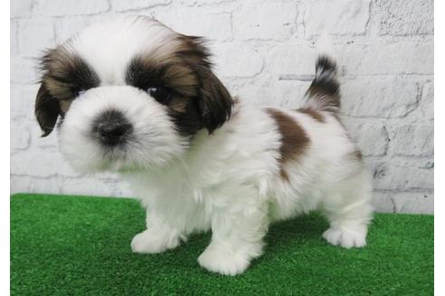 成約済の大阪府のシーズー-123456の6枚目