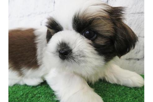 成約済の大阪府のシーズー-123456の5枚目