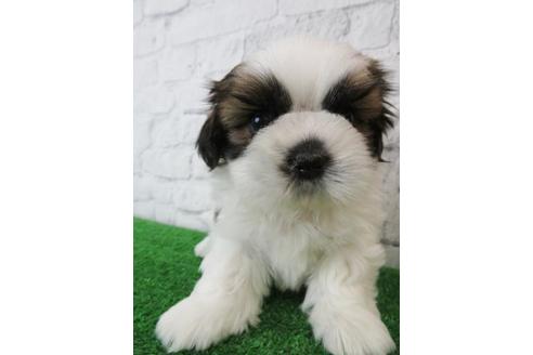 成約済の大阪府のシーズー-123456の4枚目