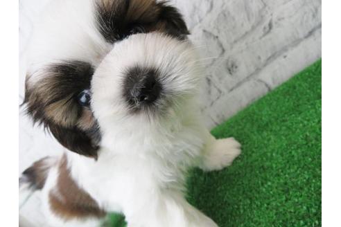 成約済の大阪府のシーズー-123456の3枚目