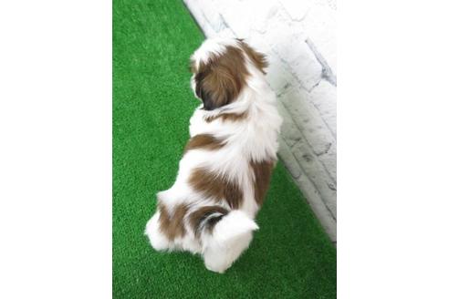 成約済の大阪府のシーズー-123456の2枚目