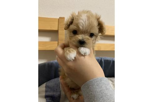 成約済の山形県のマルプー:マルチーズ×トイプードル-121365の1枚目