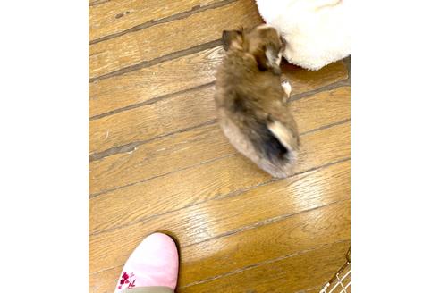 成約済の神奈川県のチワワ(ロングコート)-117291の5枚目