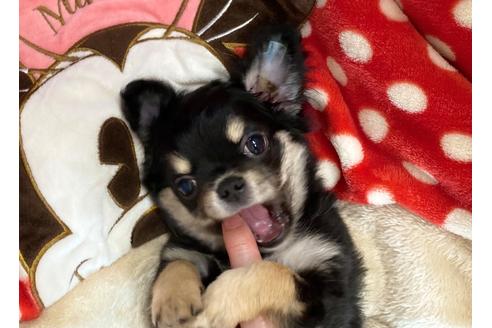 成約済の神奈川県のチワワ(ロングコート)-117355の3枚目