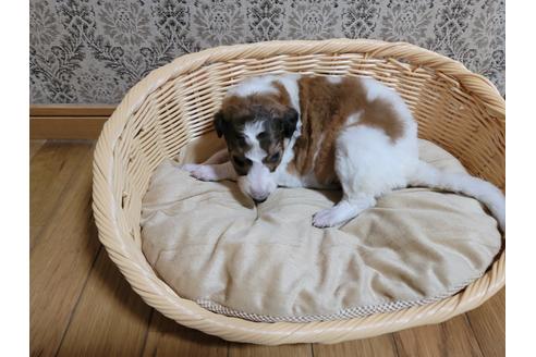 成約済の千葉県のボルゾイ-121960の1枚目