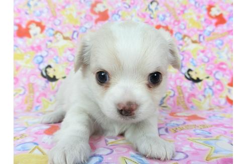 成約済の千葉県のチワワ(ロングコート)-123519の1枚目