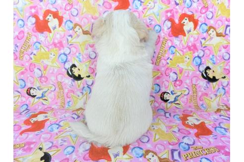 成約済の千葉県のチワワ(ロングコート)-123519の5枚目