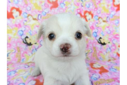 成約済の千葉県のチワワ(ロングコート)-123519の4枚目