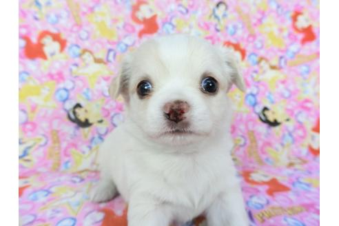 成約済の千葉県のチワワ(ロングコート)-123519の3枚目