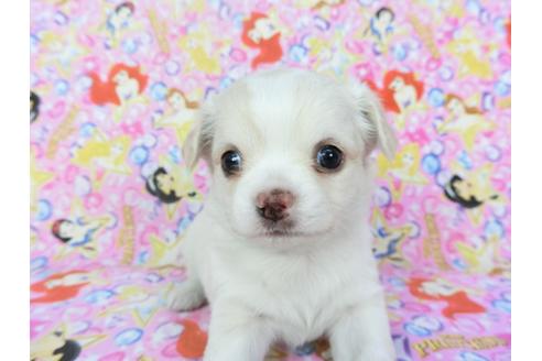 成約済の千葉県のチワワ(ロングコート)-123519の2枚目