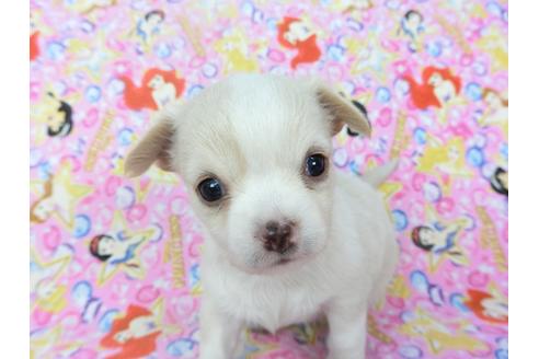 成約済の千葉県のチワワ(ロングコート)-123520