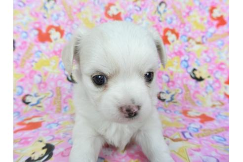 成約済の千葉県のチワワ(ロングコート)-123521