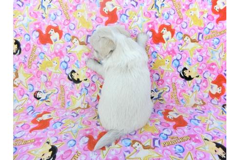 成約済の千葉県のチワワ(ロングコート)-123521の5枚目