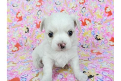 成約済の千葉県のチワワ(ロングコート)-123521の4枚目