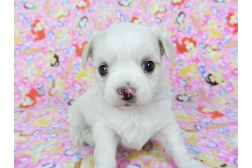 成約済の千葉県のチワワ(ロングコート)-123521の3枚目