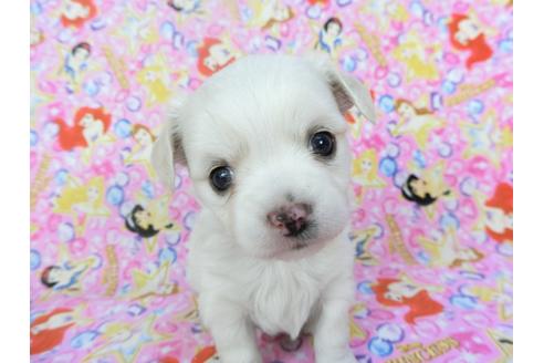 成約済の千葉県のチワワ(ロングコート)-123521の2枚目